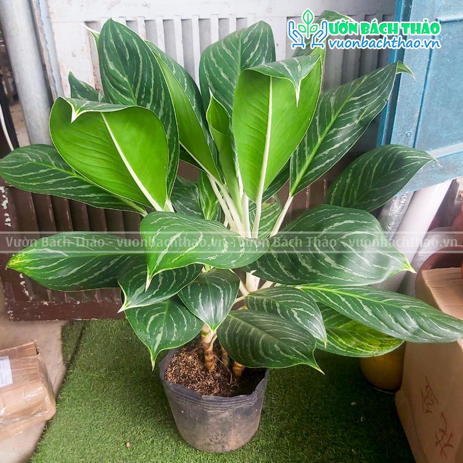 Cây bạch mã hoàng tử dạng bụi lớn