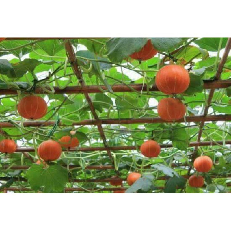 Hạt giống bí mặt trời siêu quả F1