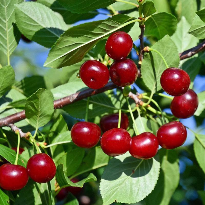 CÂY CHERRY BRAZIL (ANH ĐÀO BRAZIL) NHIỆT ĐỚI CAO 50 CM 1 NĂM RA QUẢ (ảnh thật hình cuối)