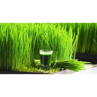 Hạt giống Lúa mạch 100 gr