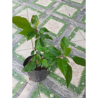 Cây giống cây dâm bụt. hoa đỏ