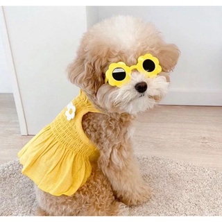Đầm dây tag hoa cúc cho thú cưng
