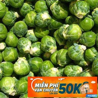 10 Hạt giống Bắp cải tí hon (tặng gói kích nẩy mầm và hướng dẫn) LuckyseadTG