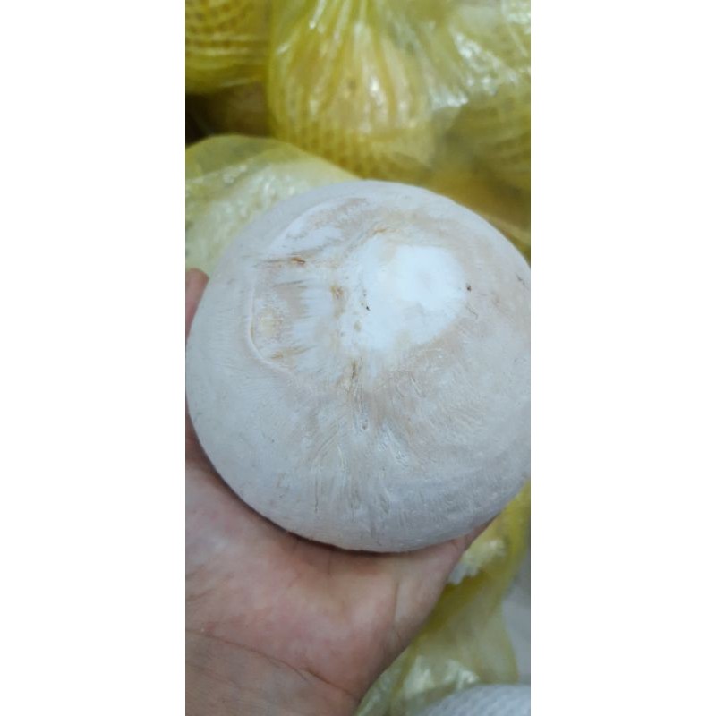 Dừa xiêm big size, set 12 trái( giao liền 1h) | BigBuy360 - bigbuy360.vn
