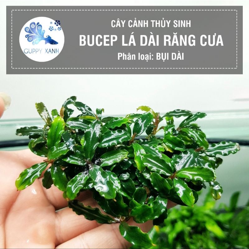 Các loại ráy, nana, dương sĩ, bucep. Đều là các loại cây dễ trồng không cần nhiều co2. Thích hợp dán lên lũa đá.