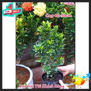 🍀BAO CHẤT🍀cây hoa mẫu đơn ngũ sắc