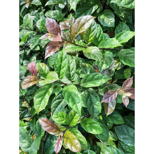 1kg Xạ đen Hòa Bình chuẩn không pha trộn