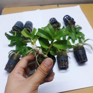 Trầm tím Thái Lan