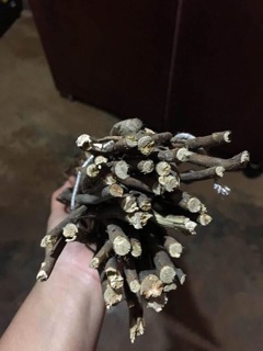 Hoa đỗ quyên ngủ đông (sỉ lẻ)
