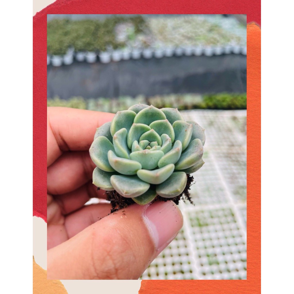 MẦM SEN ĐÁ DIỆP HÀ HƯ 1 ĐỔI 1 SIÊU CUTE