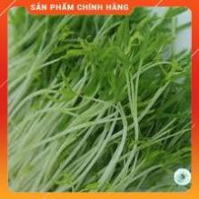 HẠT MẦM RAU MUỐNG THÁI LAN