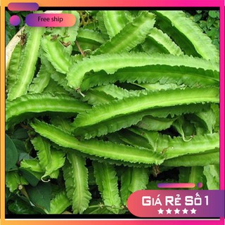 Hạt giống Đậu rồng (gói 10g)