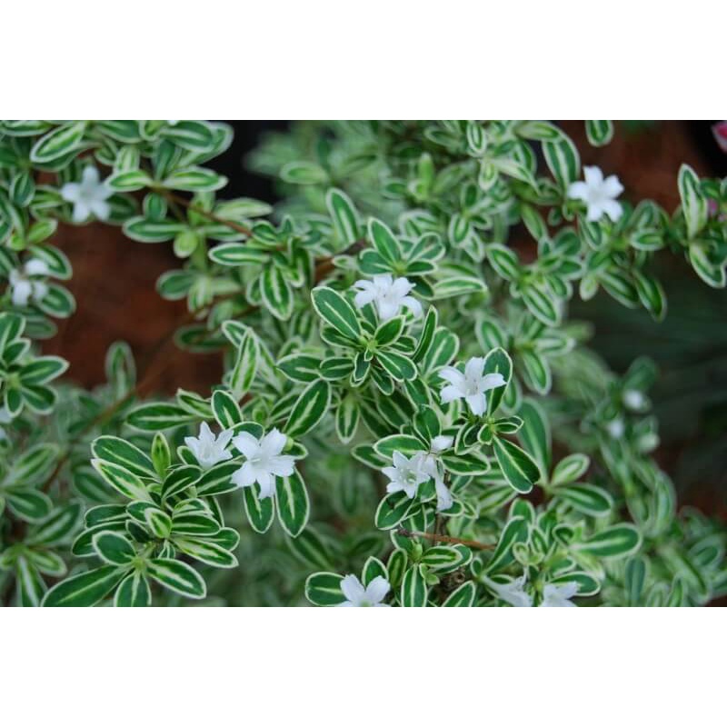 Cây giống Serissa japonica Snow Leaves (Lục Nguyệt Tuyết) chậu nhựa 8cm