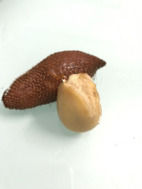 Trái mây Thái Lan 1kg | BigBuy360 - bigbuy360.vn