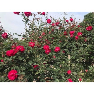 Cây giống hoa Hồng cổ Huế