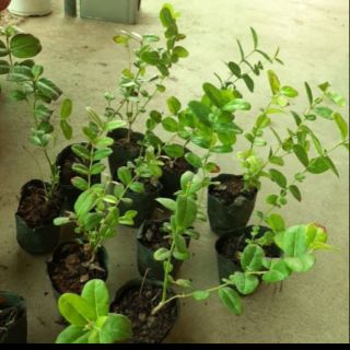 Cây sirô nhỏ ( giao từ 2 cây )