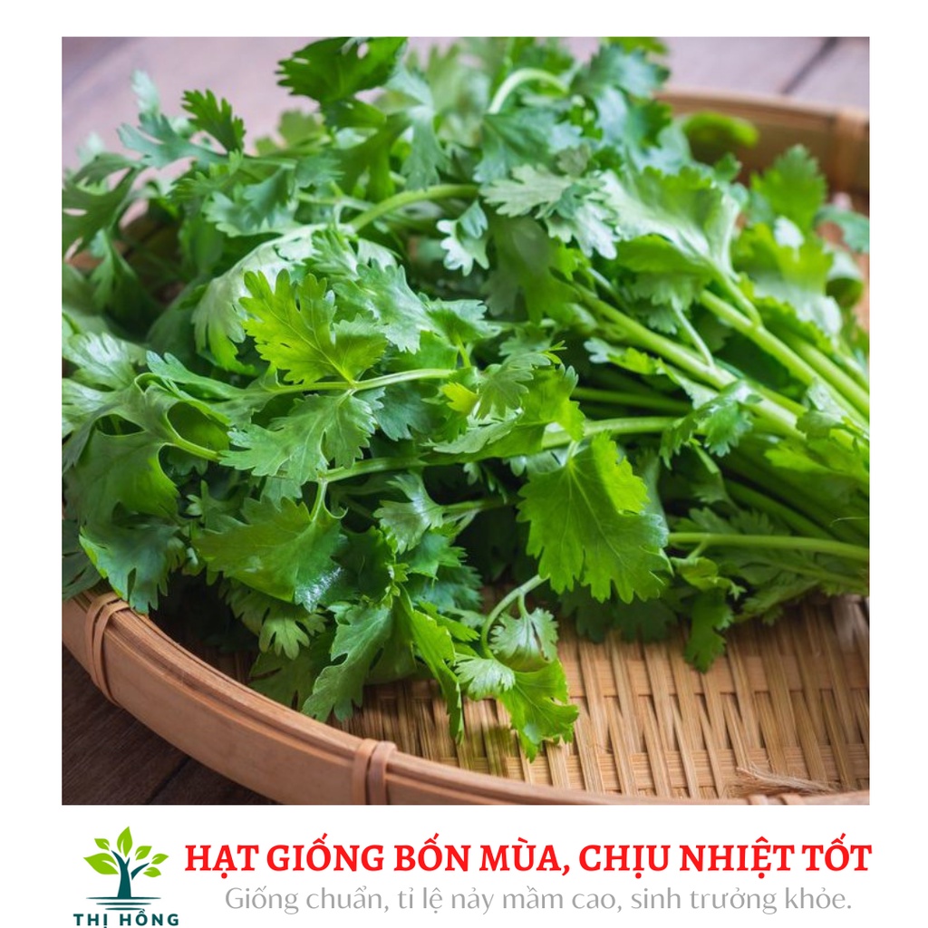 Hạt giống mùi ta 20g ( thân lá to, ăn không bị xơ)