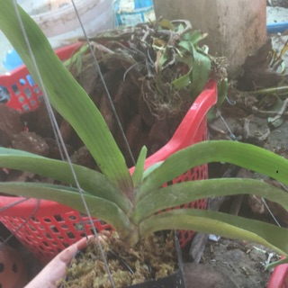 Ngọc điểm lá mít  đủ màu