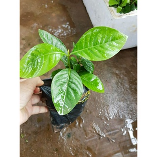 Cây giống bạch thiên hương - Cây trong bầu +Tặng 02 cây nhót ngọt