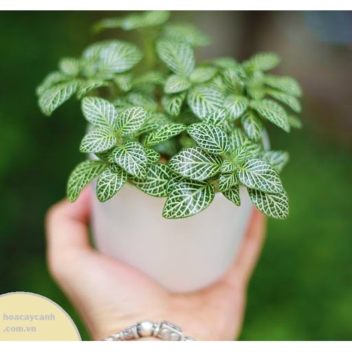 Cây cẩm nhung cỏ may mắn màu xanh màu xanh lá cây