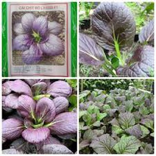 HẠT GIỐNG RAU CẢI CHÍT ĐỎ (2G)