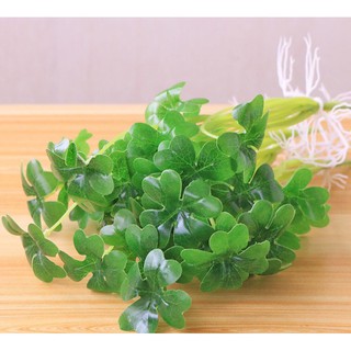 Cây Trang Trí- Cỏ Bốn Lá May Mắn