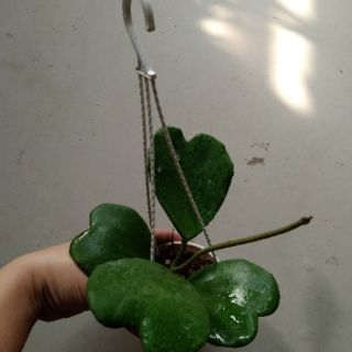 Cẩm cù trái tim