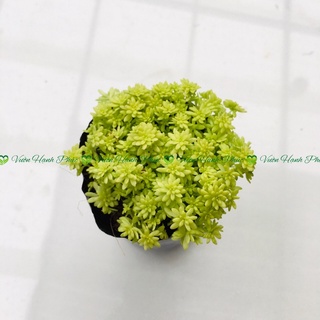 Sen đá sedum dạ quang, sen đá Đà Lạt, size bầu, lỗi 1 đổi 1
