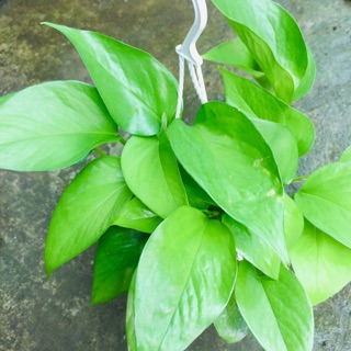TRẦU BÀ THÁI XANH