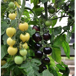 Hạt Giống Cà Chua Đen - Nhập Khẩu Mỹ