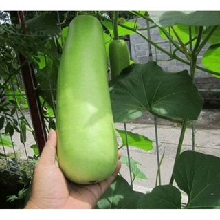 Hạt giống bầu bốn mùa thái lan