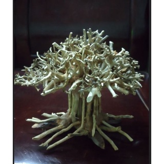 Lũa Bonsai Thủy Sinh nhiều size (lũa ghép)
