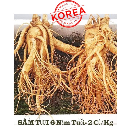Sâm tươi Hàn Quốc- 06 năm tuổi 1.200k/Kg
