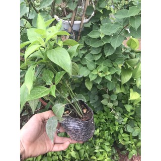 Cây giống Cẩm Đỏ