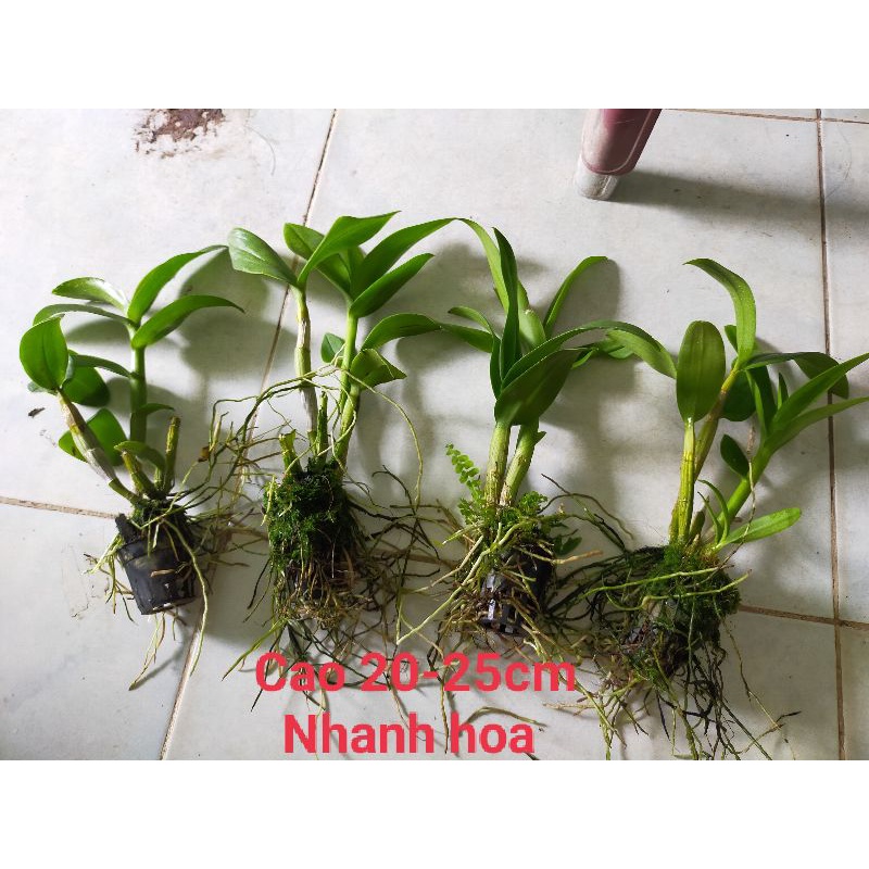 10 Cây lan denro giống- Mua 10 tặng 1 ( giao câynhư hình) - Cây Khỏe cao 20- 25cm