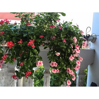 HẠT GIỐNG HOA DỪA CẠN RŨ