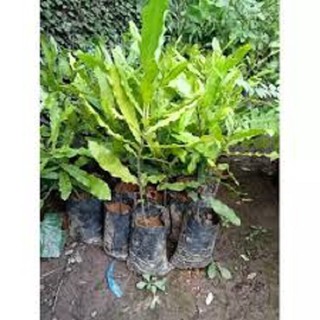 CÂY GIỐNG CÂY MẮC CA