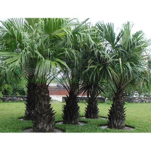CÂY CỌ CẢNH SIÊU ĐẸP, THANH LỌC KHÔNG KHÍ VÀ MANG LẠI TÀI LỘC CHO GIA CHỦ - NCCCCG