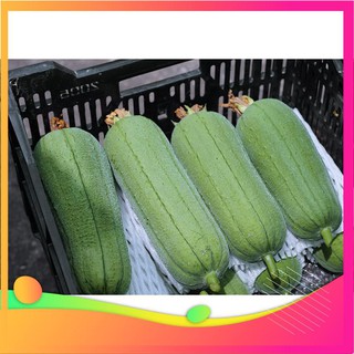 Hạt giống mướp đài loan - 10 hạt vietgar