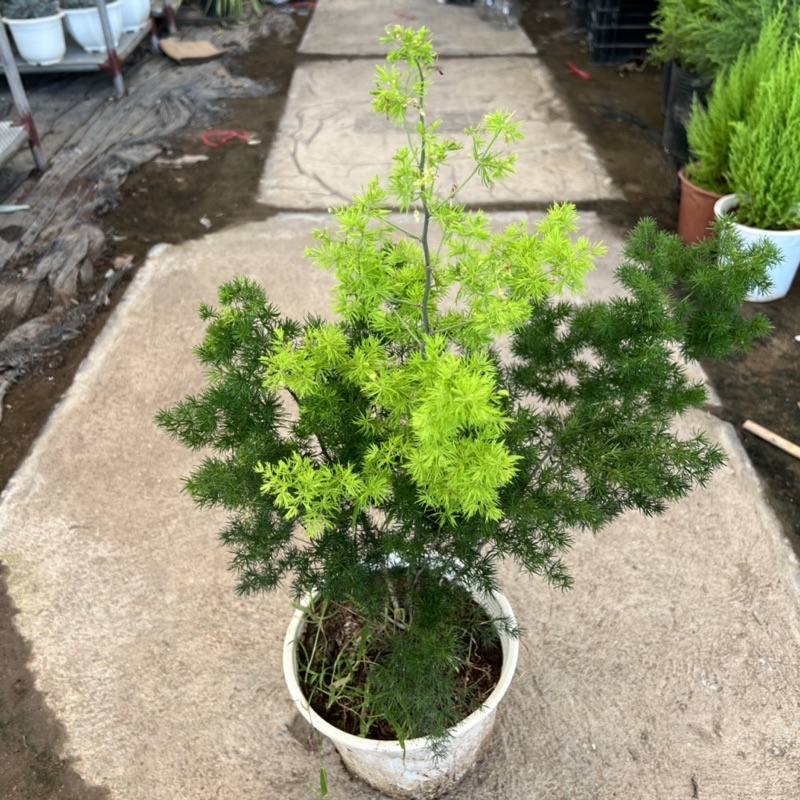 Cây tùng nhỏ cao 25-30cm, cây phong thủy để bàn trang trí nội thất, ban công tượng trưng sự ngay thẳng