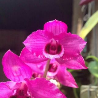 Trầm mai huyết tử