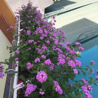 Ngũ sắc tím rủ chậu treo cây già đẹp