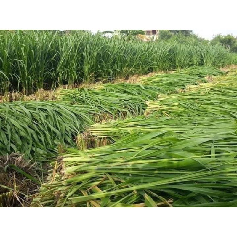 Hạt giống cỏ Mombasa Ghine cỏ sả lá lớn gói 500g