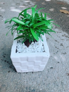 Chậu Tùng Vạn Niên