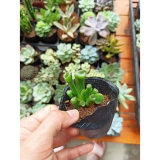 Sen đá ống điếu (Đọc mô tả) Crassula ovata ‘Gollum’