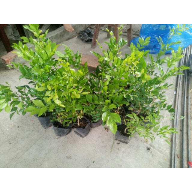 Cây nguyệt quế giống gieo từ hạt