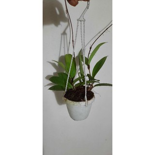 Lan cẩm cù - số 02