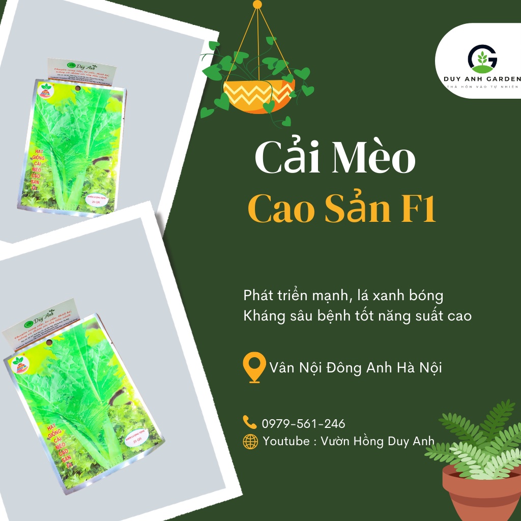 Hạt giống Rau Cải Mèo Cao Sản F1 thân mập, lá đẹp xanh bóng, ít xơ ,ăn giòn, có vị ngọt mát
