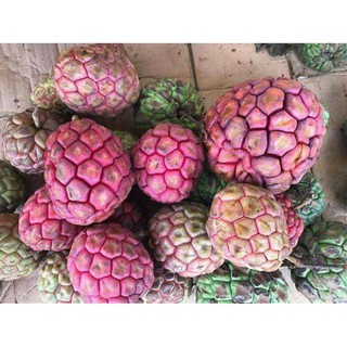 Cây giống na rừng đỏ