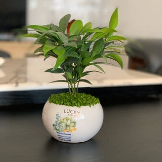 Cây Kim Giao mix cỏ may mắn